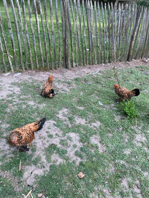 2 poules Sabelpoot Mille Fleurs, Dieren en Toebehoren, Pluimvee, Kip, Meerdere dieren