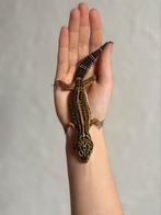 Black night luipaardgekko vrouw, Hagedis, Tam, 0 tot 2 jaar