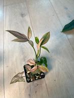 Syngonium Red Spot Tricolor Variegata, Huis en Inrichting, Ophalen of Verzenden