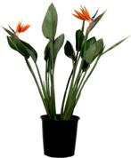 Paradijsvogelplant GRATIS, Huis en Inrichting, Kamerplanten, Overige soorten, 100 tot 150 cm, Halfschaduw, Bloeiende kamerplant