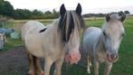 2,5 jarige Mini tinker en valk appaloosa Welsh, Dieren en Toebehoren, Pony's, Hengst, C pony (1.27m tot 1.37m), Gechipt, Onbeleerd