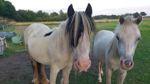 2,5 jarige Mini tinker en valk appaloosa Welsh, Dieren en Toebehoren, Pony's, Hengst, Onbeleerd, C pony (1.27m tot 1.37m), Recreatiepony