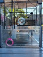 Hamsterkooi met benodigdheden, Animaux & Accessoires, Rongeurs
