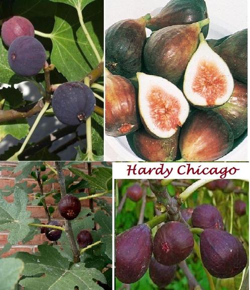 VIJGENPLANTEN "HARDY CHICAGO", 70+ cm, in pot, 15€/stuk, Tuin en Terras, Planten | Tuinplanten, Vaste plant, Fruitplanten, Volle zon