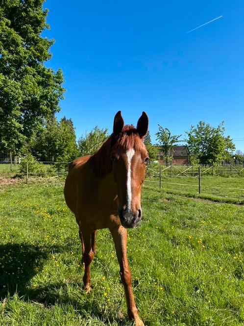 Verzorger gezocht, Dieren en Toebehoren, Paarden, Ruin, Zadelmak
