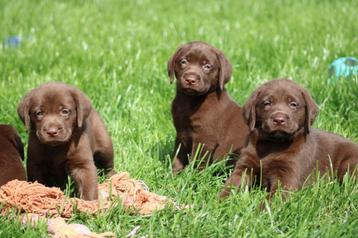 Labrador pups beschikbaar voor biedingen