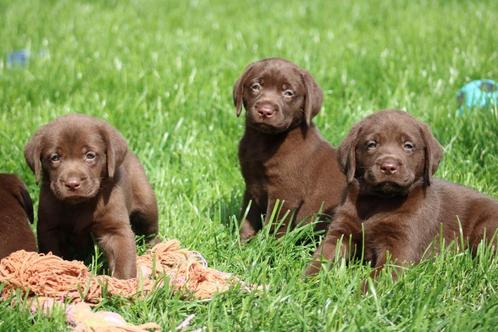 Labrador pups, Dieren en Toebehoren, Honden | Retrievers, Spaniëls en Waterhonden, Meerdere dieren, Labrador retriever, Fokker | Professioneel