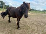 shetlander te koop, Dieren en Toebehoren, Pony's, Ruin, Niet van toepassing, A pony (tot 1.17m), 11 jaar of ouder