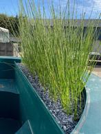 vijverplanten, Tuin en Terras, Ophalen, Nieuw