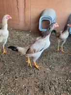 Hint shamo henetjes, Dieren en Toebehoren, Pluimvee