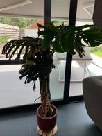 Monstera Deliciosa +-180cm hoog, Enlèvement