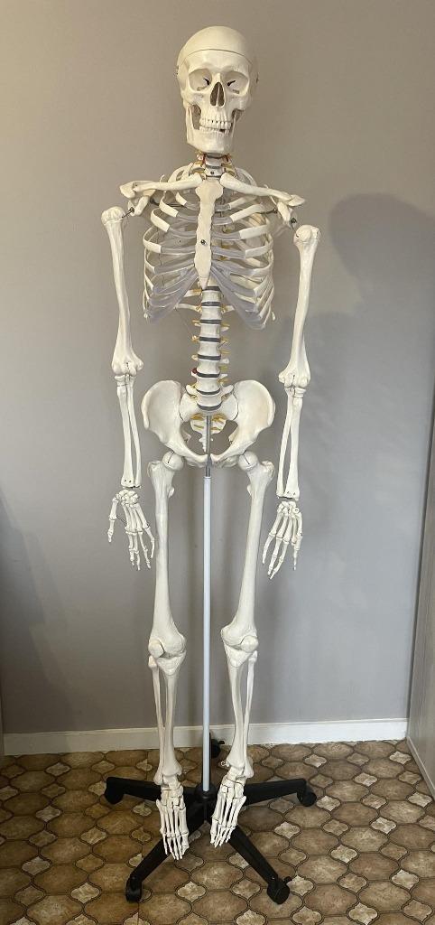 Anatomisch skelet, Diversen, Schoolbenodigdheden, Zo goed als nieuw, Ophalen