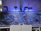 Zee aquarium levend steen/koralen, Dieren en Toebehoren, Ophalen, Plant(en), Steen of Hout
