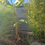 Jonge bananenbomen (Musa Basjo), Tuin en Terras, Planten | Bomen, Ophalen