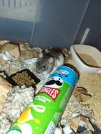 Tam ratje 1 jaar oud vrouwtje, Rat, Domestique, Janvier, Femelle