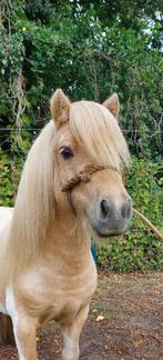 Dekhengst, Animaux & Accessoires, Poneys