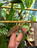 Kameleon gekko / Eurydactylodes agricolae + exo terra