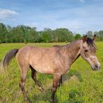 arabie paard pony, Débourré, Vermifugé, 3 à 6 ans, Hongre