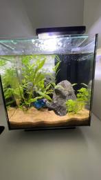 Aquarium QUBIQ 15 led, Dieren en Toebehoren, Ophalen, Nieuw, Overige typen