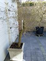Olijfboom met pot, Ophalen, In pot, Olijfboom, 100 tot 250 cm