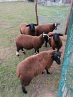Rammen, Dieren en Toebehoren