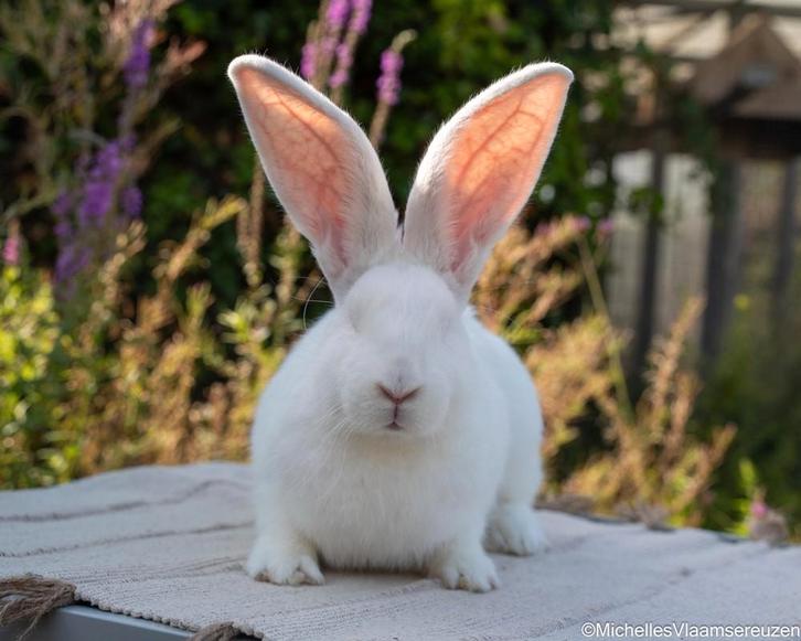 Vlaamse reus, Dieren en Toebehoren, Konijnen, Groot, Vrouwelijk, 0 tot 2 jaar