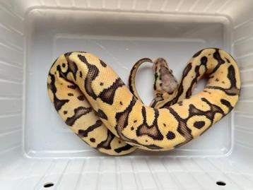 0.1 ball python - pastel lemon pastel fire het clown beschikbaar voor biedingen