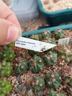 cactus Ferocactus recurvus KPP2204, Tuin en Terras, Ophalen of Verzenden