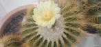 Cactus, Ophalen, Cactus