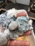Blauw baby dwergpapagaai, Dieren en Toebehoren, Vogels | Parkieten en Papegaaien
