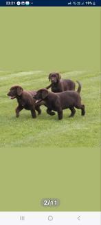 Labrador pups, Parvovirose, Plusieurs, Belgique, 8 à 15 semaines
