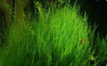 Leptodictyum riparium – Stringy Moss beschikbaar voor biedingen