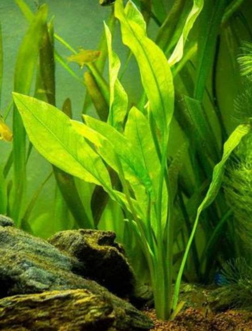 Plantes aquarium Echinodorus Bleheri, Animaux & Accessoires, Poissons | Aquariums & Accessoires, Neuf, Plante(s), Pierre ou Bois
