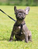 Franse Bulldog pups perfecte neus en rug, Animaux & Accessoires, Chiens | Bouledogues, Pinschers & Molossoïdes, Parvovirose, Plusieurs