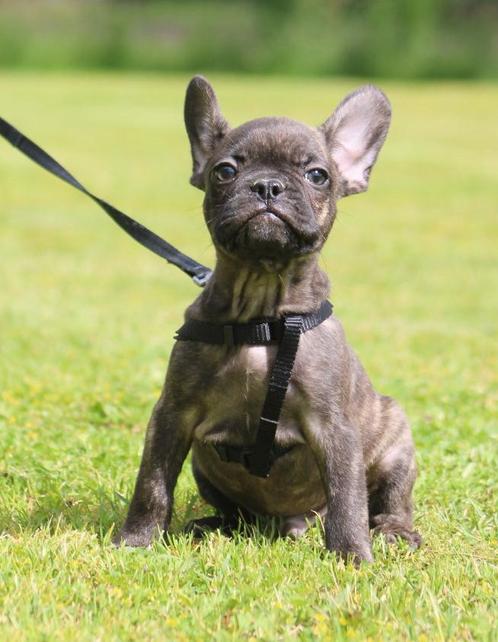 Franse Bulldog pups perfecte neus en rug, Animaux & Accessoires, Chiens | Bouledogues, Pinschers & Molossoïdes, Plusieurs animaux