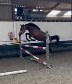 3,5jarige ruin, Dieren en Toebehoren, Paarden, Springpaard, Ruin, Zadelmak, 3 tot 6 jaar