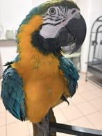 Mannelijke Ararauna: temmen, verkopen of ruilen mogelijk, Mannelijk, Papegaai, Pratend