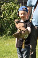 🎉 Anniversaire enfant avec rapace et animaux 🦅, Enlèvement, Neuf