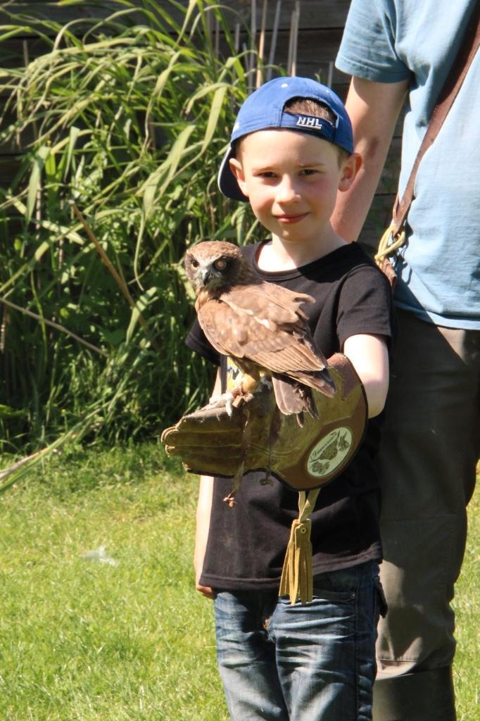 🎉 Anniversaire enfant avec rapace et animaux 🦅, Diversen, Kerst, Nieuw, Ophalen
