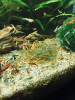 Neocaridina cull en wildkleur, Dieren en Toebehoren, Kreeft, Krab of Garnaal, Zoetwatervis, Schoolvis