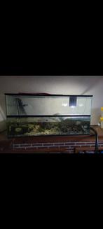 Aquarium + filter - schildpad, Dieren en Toebehoren, Ophalen of Verzenden, Zo goed als nieuw, Gevuld zoetwateraquarium