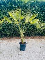 🌴🏝️Chamaerops humilis palmboom (-12 graden) LEVERING🚛, Ophalen of Verzenden, Winter, In pot, Olijfboom