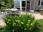 Vijverplanten, Tuin en Terras, Ophalen