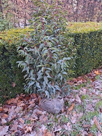 Prunus lusitanica Angustifolia  beschikbaar voor biedingen