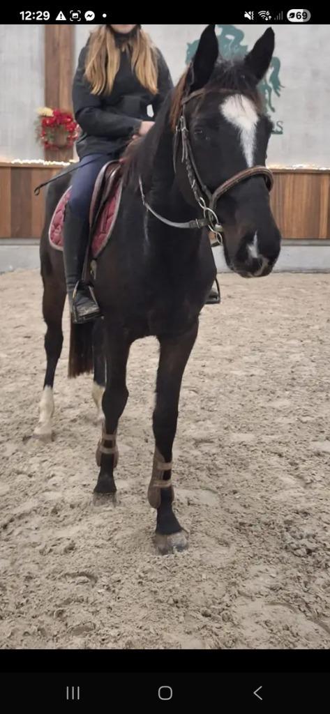Halve stal gezocht voor braaf recreatiepaard, Dieren en Toebehoren, Paarden, Ruin, Niet van toepassing, 160 tot 165 cm, 3 tot 6 jaar