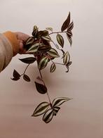 Tradescantia Zebrina, Enlèvement