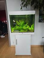 Aquarium+Meuble LED Lido 200, blanc,+accessoires+déco, Enlèvement, Utilisé, Aquarium d'eau douce rempli