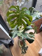 Monstera Thai Constellation, Ophalen