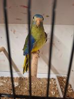 turquoisine parkiet, Dieren en Toebehoren, Vrouwelijk, Parkiet, Geringd