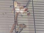 Majoor putters, Dieren en Toebehoren, Geringd